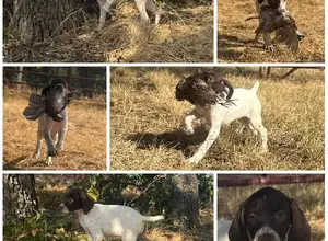 FIELD BRED GSP PUPS FIELD BRED GSP PUPS