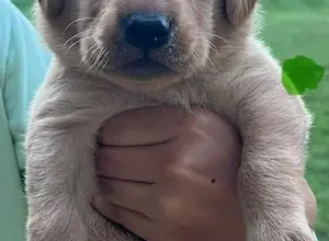UK CHAMPION PEDIGREE IMPORT X IMPORT PUPS UK CHAMPION PEDIGREE IMPORT X IMPORT PUPS