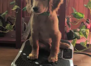 AKC ENGLISH COCKER READY TO GO- 7 VIDEOS AKC ENGLISH COCKER READY TO GO- 7 VIDEOS
