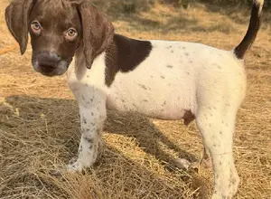 FIELD BRED GSP PUPS FIELD BRED GSP PUPS