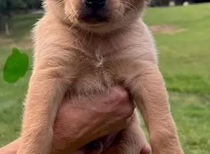 UK CHAMPION PEDIGREE IMPORT X IMPORT PUPS UK CHAMPION PEDIGREE IMPORT X IMPORT PUPS