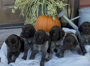 LIVER/ROAN GSP FEMALES TOP LINES LIVER/ROAN GSP FEMALES TOP LINES