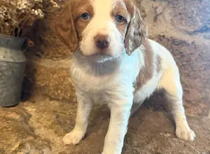 BRITTANY PUPS - BRED FOR FIELD/FAMILY BRITTANY PUPS - BRED FOR FIELD/FAMILY