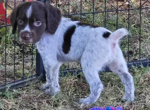 NOLANS LAST BULLET LINE BRED BRITTANY PUPS NOLANS LAST BULLET LINE BRED BRITTANY PUPS