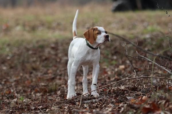 How to Promote Your Hunting Dog Kennel