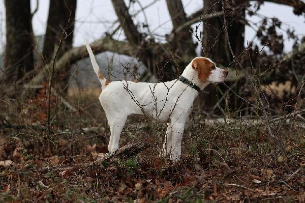 How to Write Hunting Dog Ads That Actually Get Calls