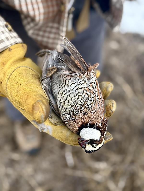 Leather Gloves : A Tool for bird hunters