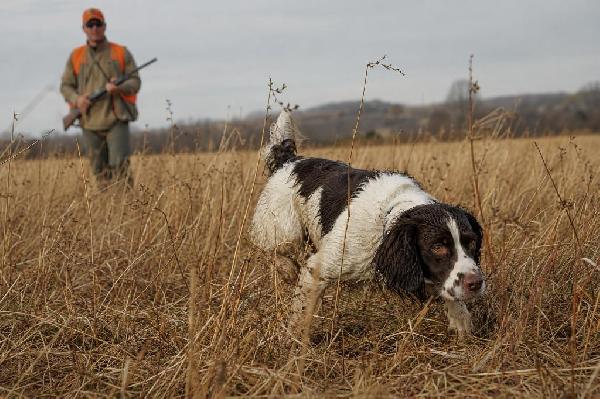 Spaniel Bird Dogs