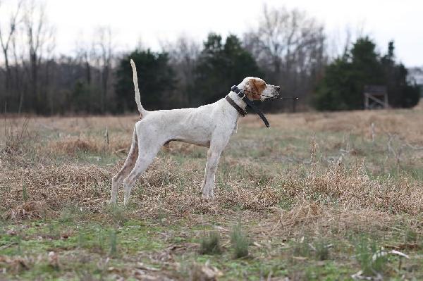 English Pointer or Pointer?