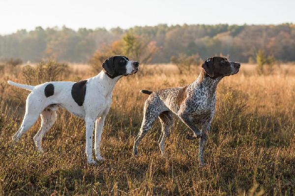 English Pointer vs German Shorthaired Pointer