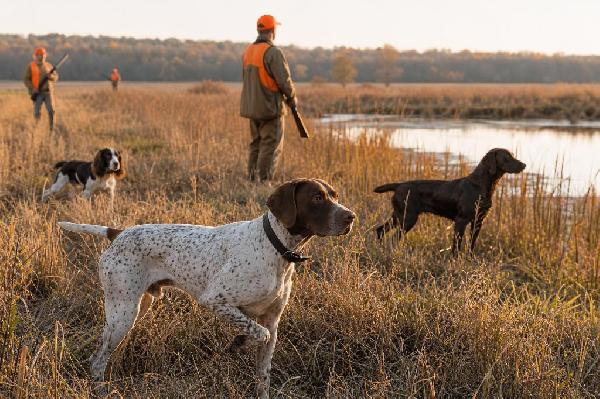 Understanding the Different Types of Gun Dogs