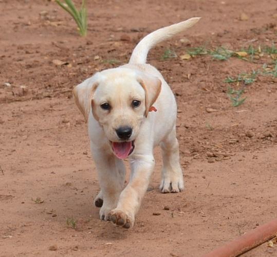 YELLOW AMERICAN LAB PUPPIES FIELD BRED