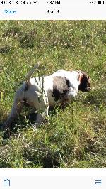 pudelpointer puppies for sale 2017 versatiles started dogs pudelpointer puppies for sale 2017 versatiles started dogs
